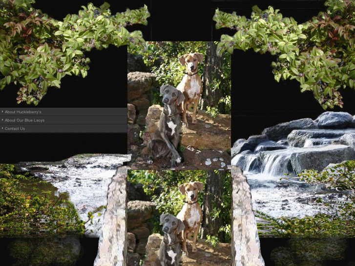 www.huckleberrysbluelacydogs.com