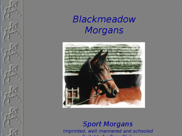 www.blackmeadowmorgans.com