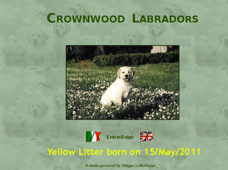 www.crownwoodlabradors.com