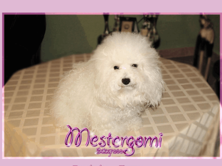 www.mestergomi.com