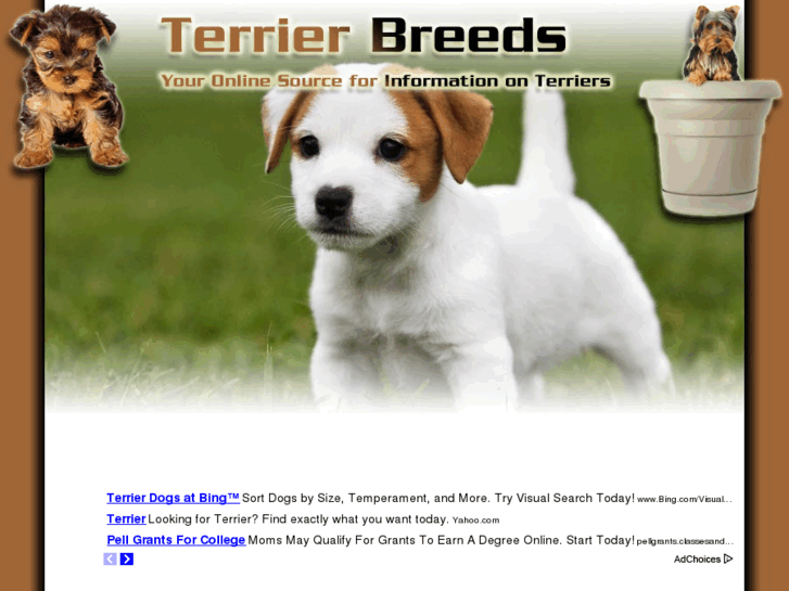 www.terrierbreeds.net