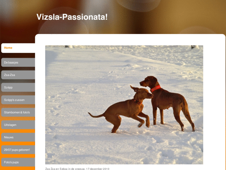 www.vizsla-passionata.com