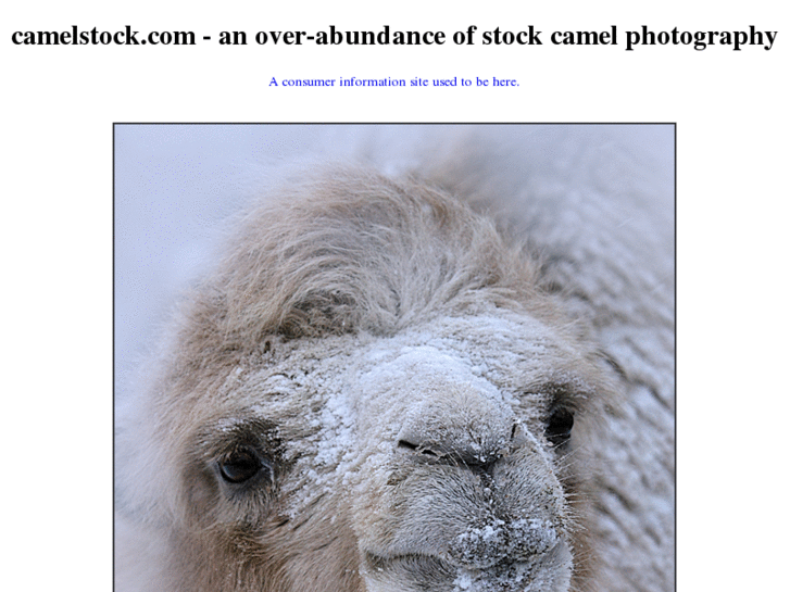 www.camelstock.com