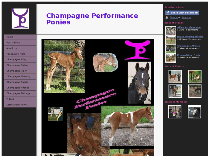 www.champagneponies.com