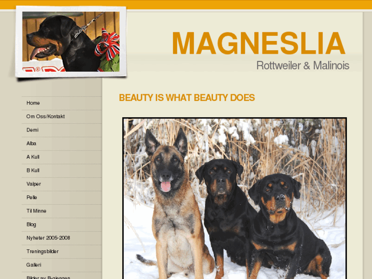 www.magneslia.com