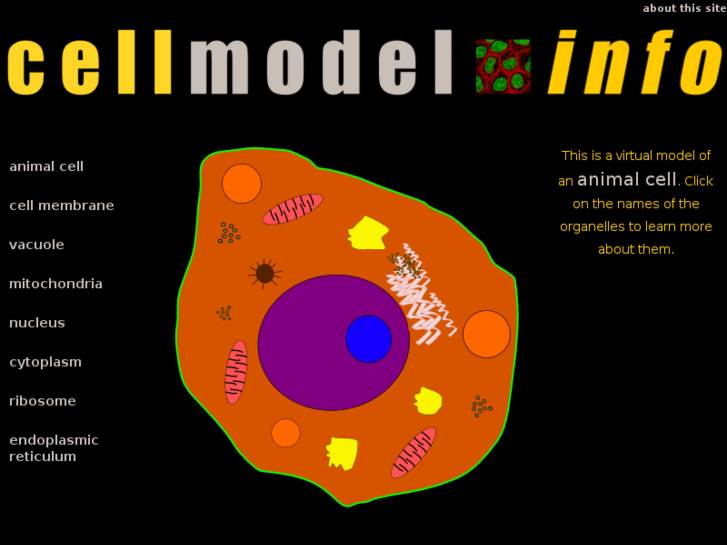 www.cellmodel.info