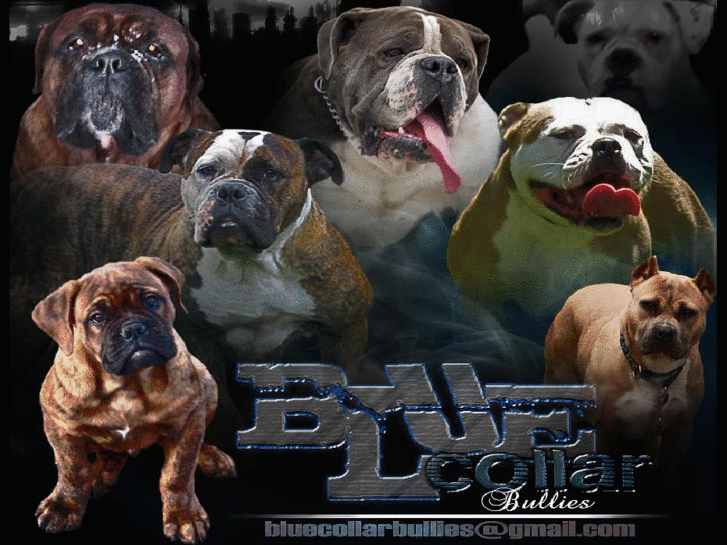 www.bluecollarbullies.com