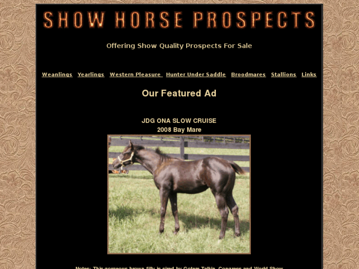 www.showhorseprospects.com