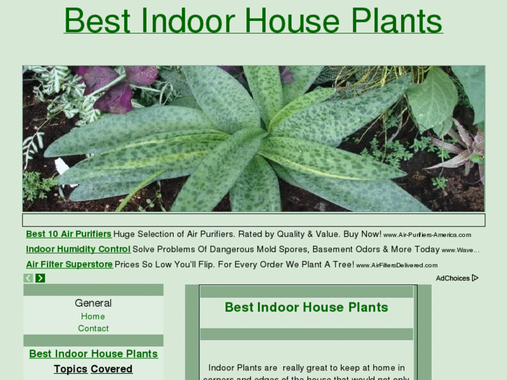 www.bestindoorhouseplants.com