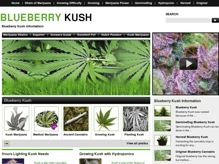 www.blueberry-kush.com