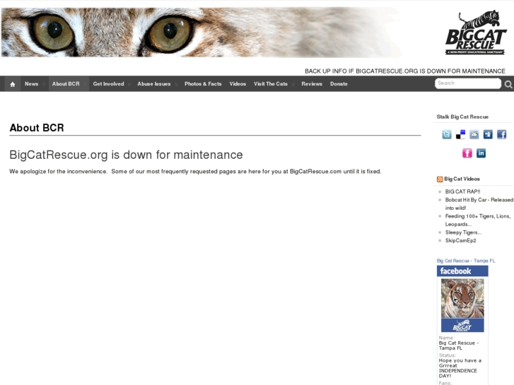 www.bigcatrescue.org