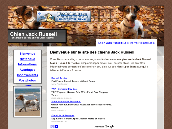 www.chienjackrussell.com