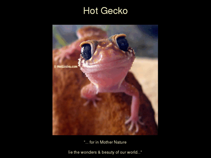 www.hotgecko.com