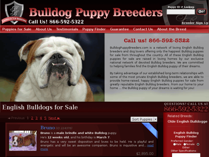 www.bulldogpuppybreeders.com