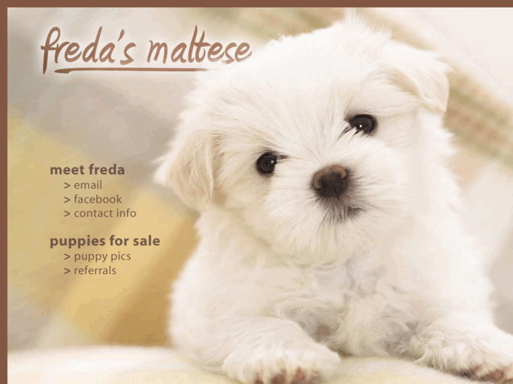 www.maltesepuppiesbyfreda.com