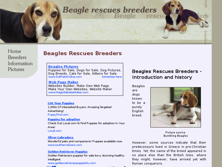 www.beagle-rescues-breeders.com