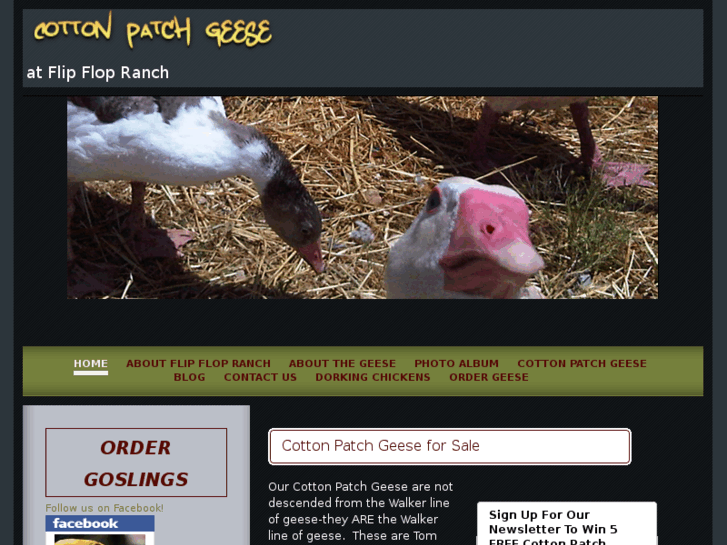 www.cottonpatchgeese.com