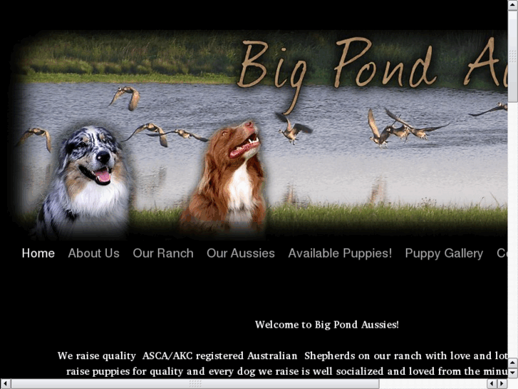 www.bigpondaussies.com