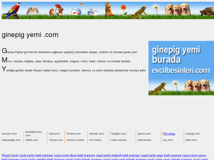 www.ginepigyemi.com