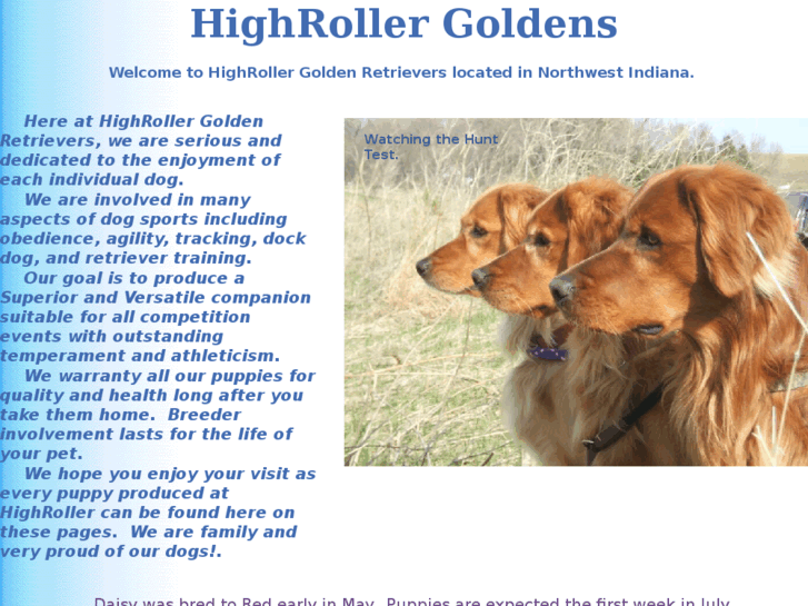 www.highrollergoldens.net