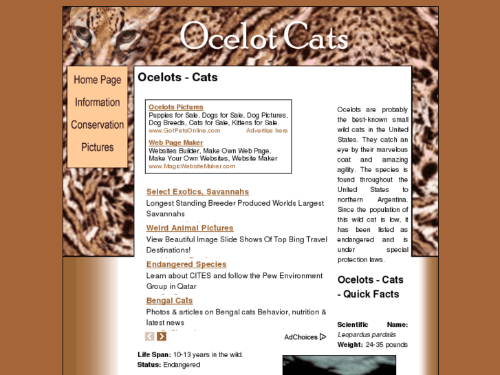 www.ocelot-cats.com