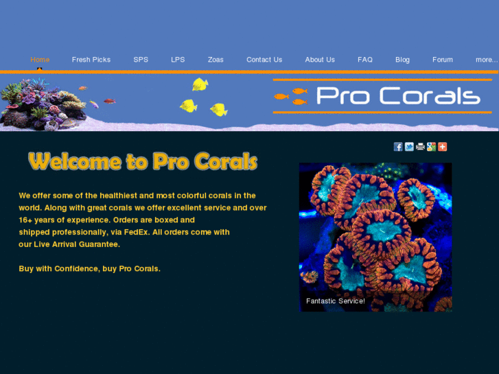 www.procorals.com