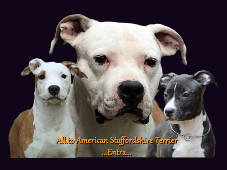 www.allevamento-amstaff-bologna.com