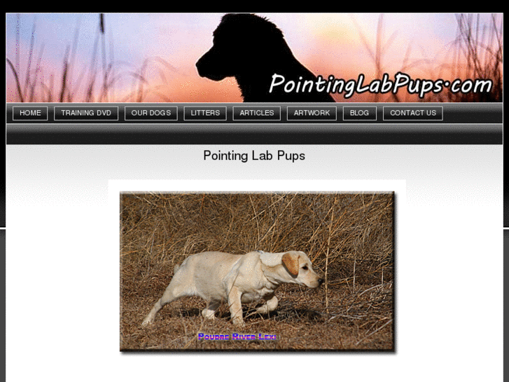 www.pointinglabpups.com