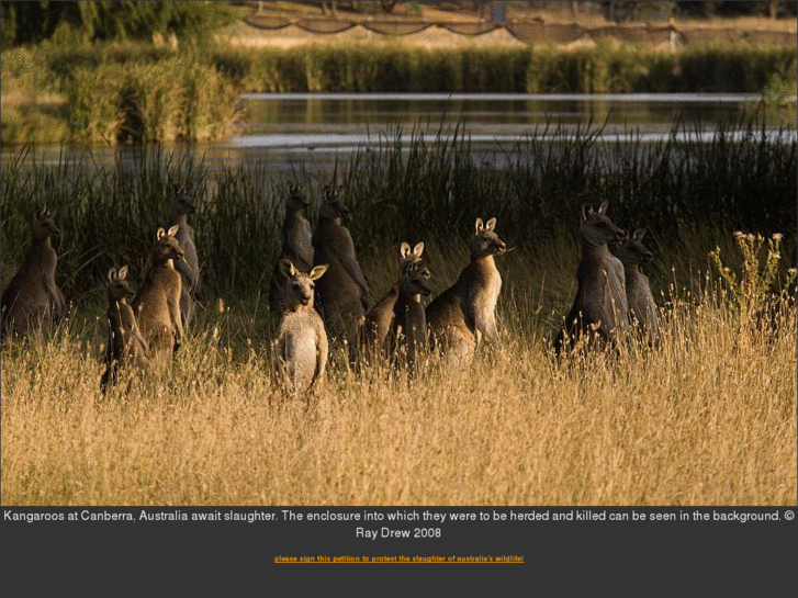 www.australiananimalphotos.com