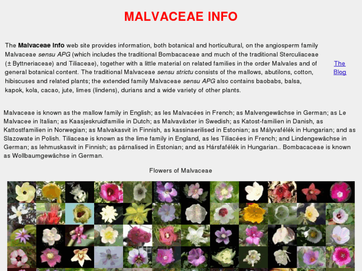www.malvaceae.info