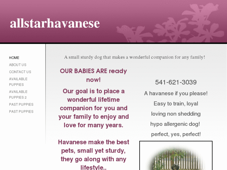 www.allstarhavanese.com