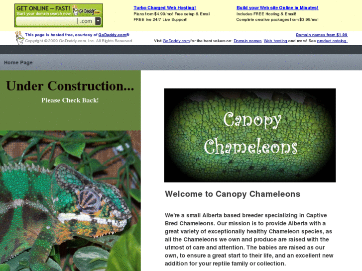 www.canopychameleons.net