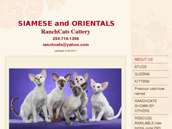 www.oriental-siamese-kittens.com