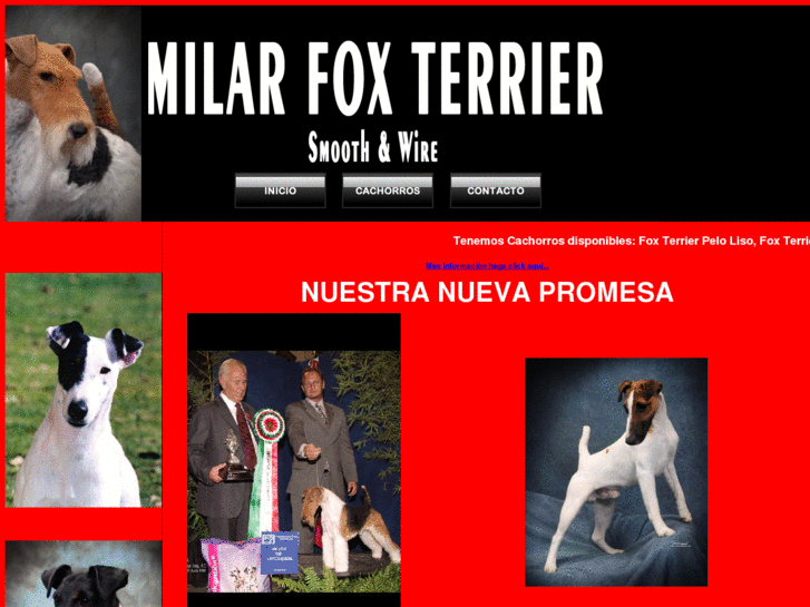 www.foxterrierawards.com