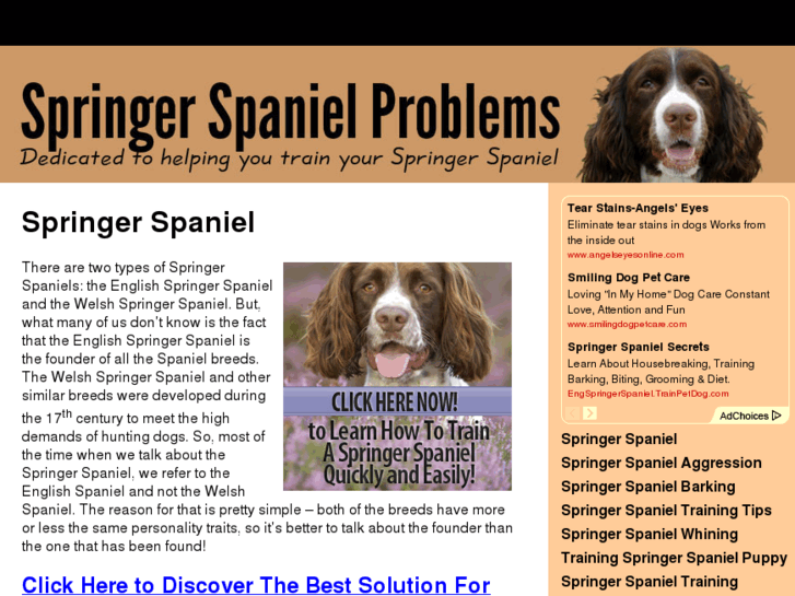 www.springerspanielproblems.com