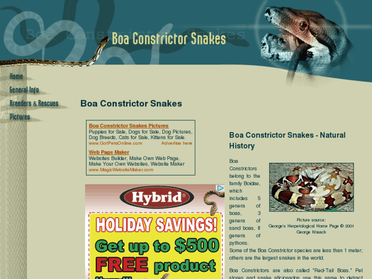 www.boa-constrictor-snakes.com