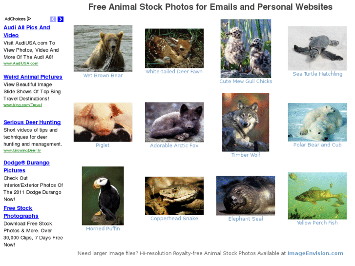 www.stockphotosofanimals.com