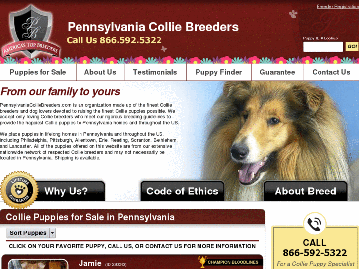 www.pennsylvaniacolliebreeders.com