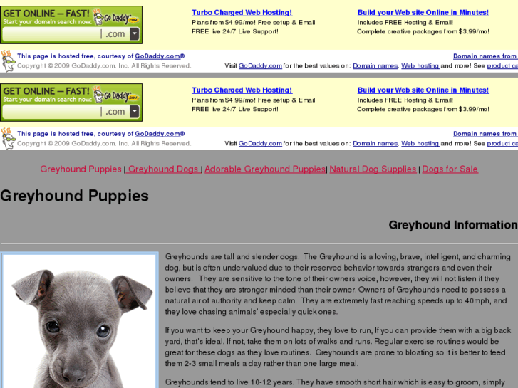 www.greyhoundpuppies.net