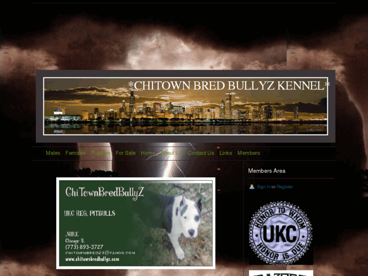 www.chitownbredbullyz.com