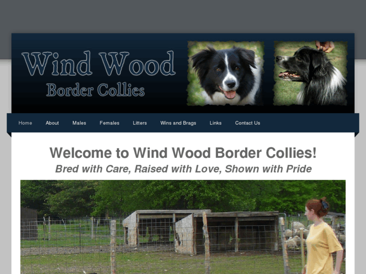 www.windwoodbordercollies.com