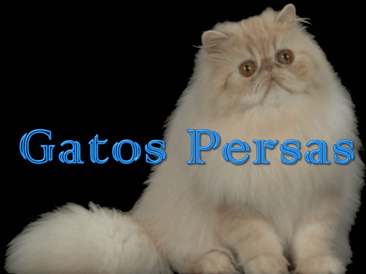 www.gatospersas.com