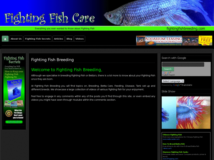 www.fightingfishbreeding.com