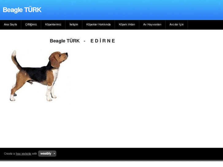 www.beagleturk.com