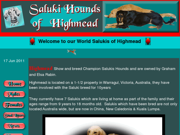 www.salukis-of-highmead.com