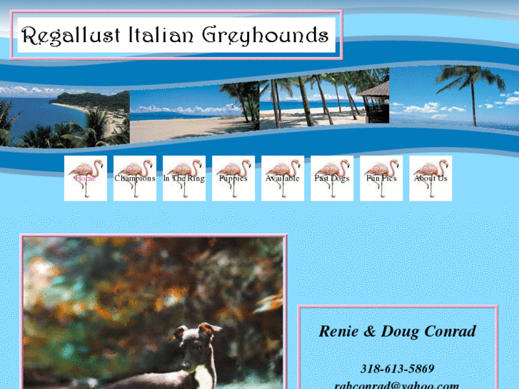 www.regallustitaliangreyhounds.com