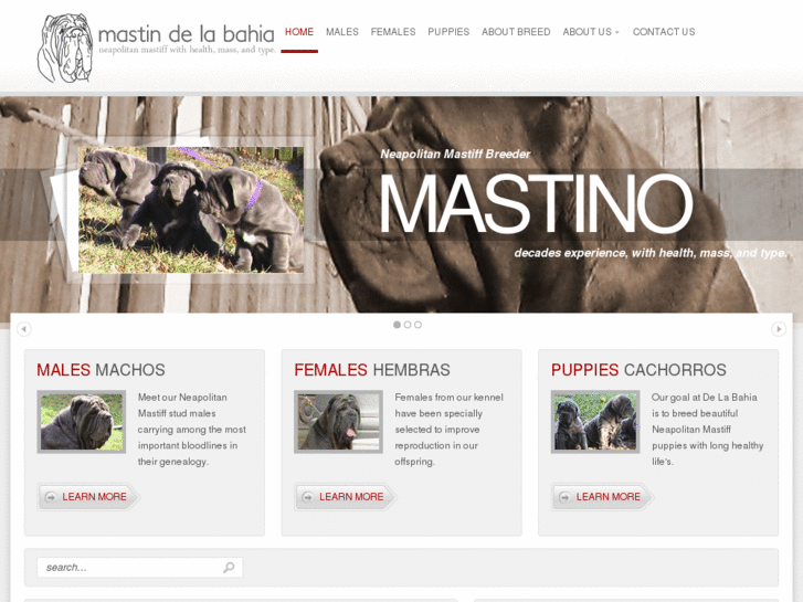 www.mastindelabahia.com