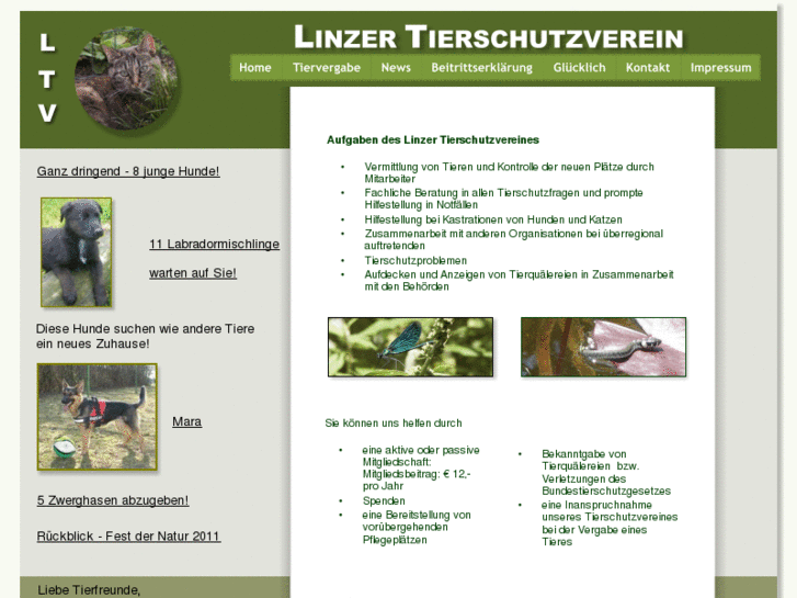 www.linzertierschutzverein.com