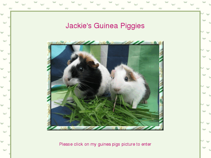 www.jackiesguineapiggies.com