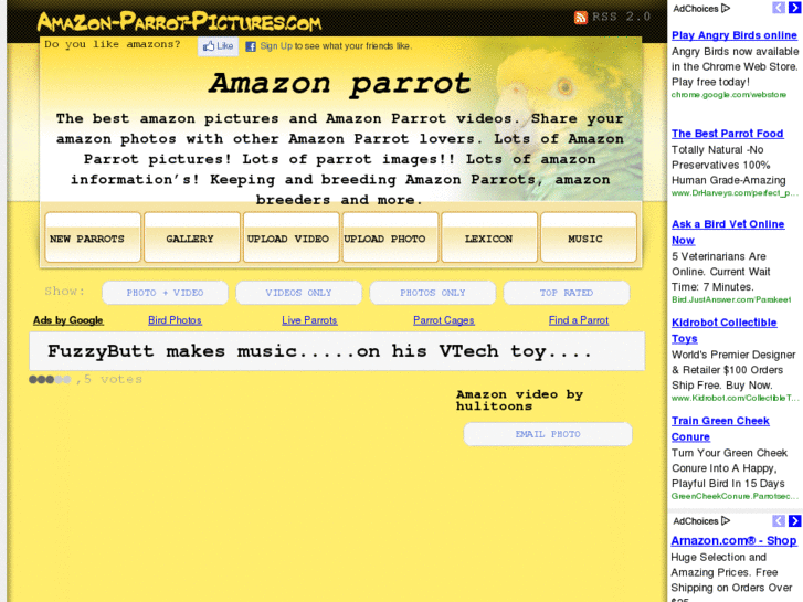 www.amazon-parrot-pictures.com